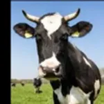 A free range grass fed runner