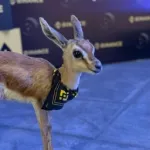Bambi Nance