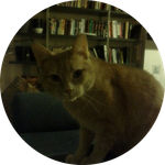 BITCOIN CAT