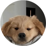 BroDogCoin