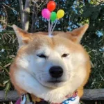 Chachamaru