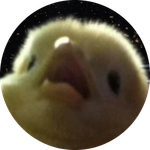 chick