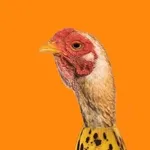 CHICKEN BANANA