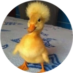 Dicki