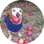 dog with apple in mouth