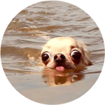 doginwotah