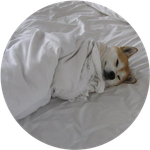 Dogsheetcoin