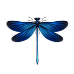 Dragon Fly