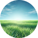 GRASS