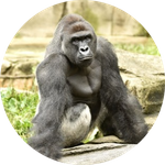 Harambe