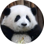 HUA HUA | 花花