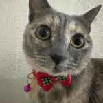 Just Elizabeth Cat