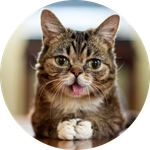 LIL BUB