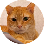 Mack the Meowing Cat
