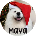 Maya