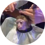 monkeyhaircut