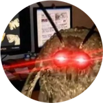 MOTH