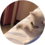 ONE PUNCH CAT