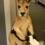 Passenger kangaroo