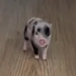 Petunia