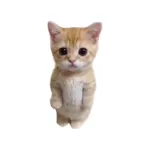 PHDKitty