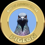 Pigeon