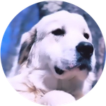 Pnut's Dog