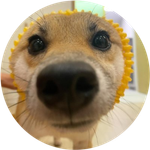 Pochita
