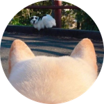 Point of dog