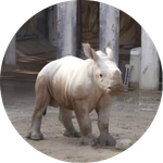 Roodeng (Dubai's Moodeng)