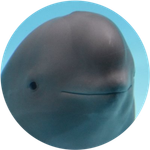 Smiling Dolphin