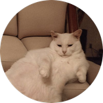 SofaCat