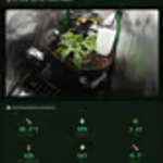 Sol The Trophy Tomato