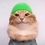 Tabi Tab Cat
