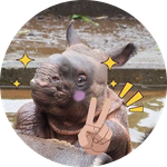 The Baby Rhino In Tama Zoo
