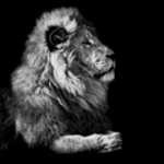 The Lion