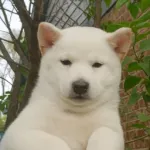 Toshi