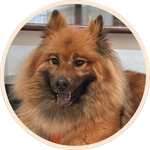 Vitalik's Dog
