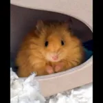 Woolly Mouse