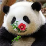 花花 (Hua Hua)