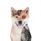 Artificial Inu (AI)