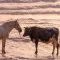 BullHorse