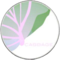 Cabbage (CAB)