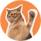 CatSlap (SLAP)