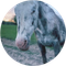 Cheyenne (CHEYENNE)