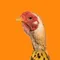 CHICKEN BANANA (CB)