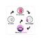 Cool cycle