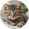 ERNIE (ERNIE)