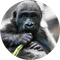 Eyare icon