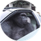 Gorilla In A Coupe